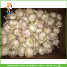 Top Quality And Good Price Wholesale Fresh Purple White Garlic 5.5CM Mesh Bag Carton